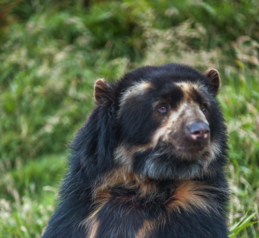 Andean Bear